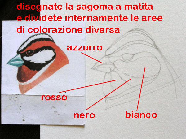 corso di disegno naturalistico 5 lezione